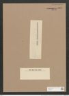 Synedra ulna var. vitrea (Bory Kuetz.) V. H. (de-Toni-Nr.: Genus 66, Species 2584) Zeichnungen Sammlung Grunow Nr. 5241 (NHMW-BOT-W0373614)